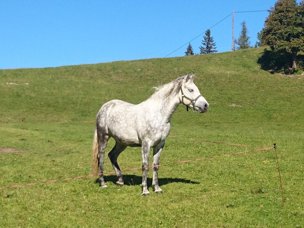 Bio-Bauernhof Kurzeck Villa Gostling an der Ybbs Bagian luar foto