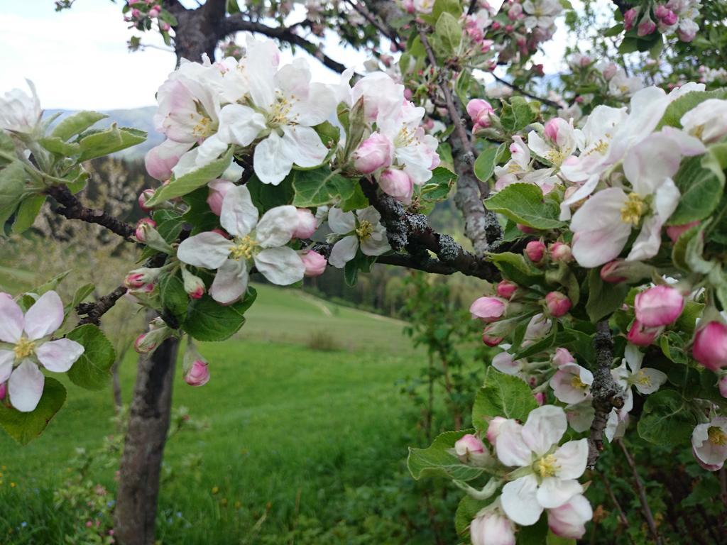 Bio-Bauernhof Kurzeck Villa Gostling an der Ybbs Bagian luar foto